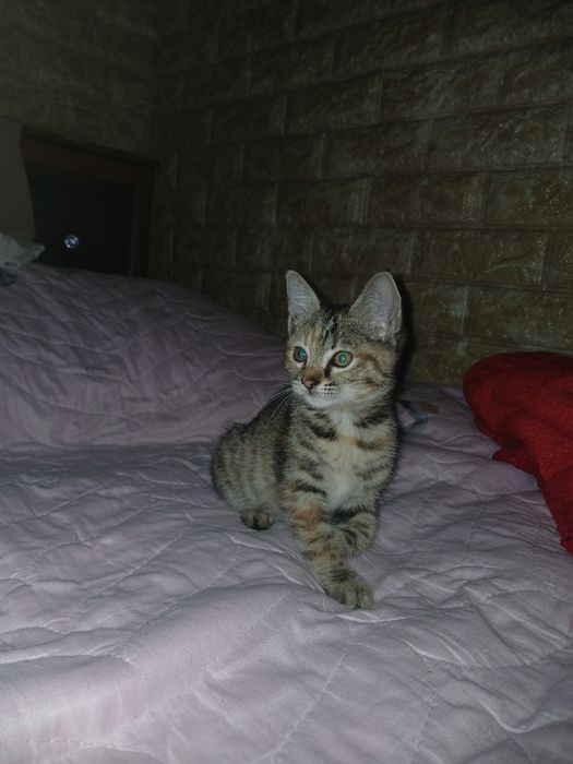 Котёнок отдаётся в добрые и ответственные руки
