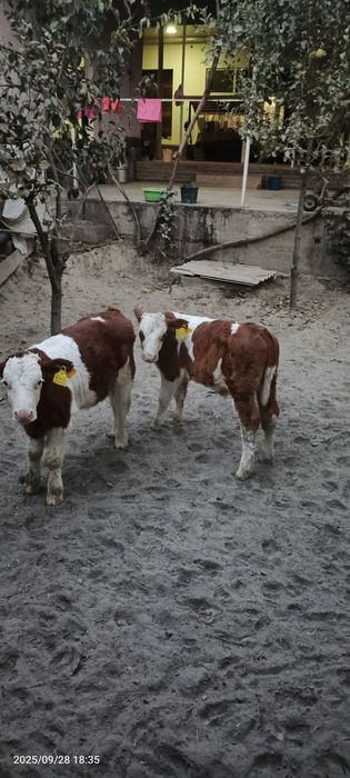 Toza smental buzoqlar  sotiladi