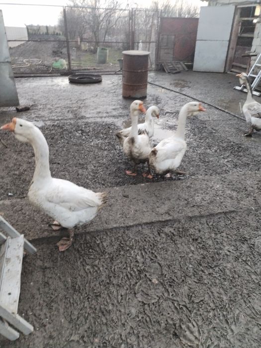 Gascani din anul 2025