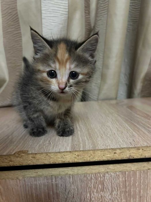Котята бесплатно