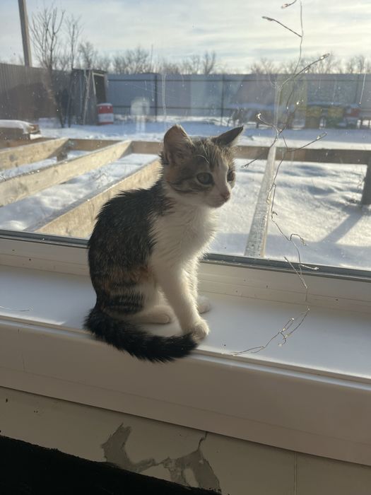 Отдам котенка в добрые руки