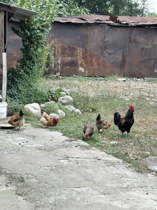 Продам семейку Петух и 6 кур.