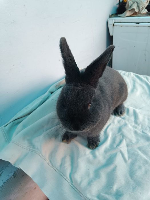 Mascul vienez albastru 4luni