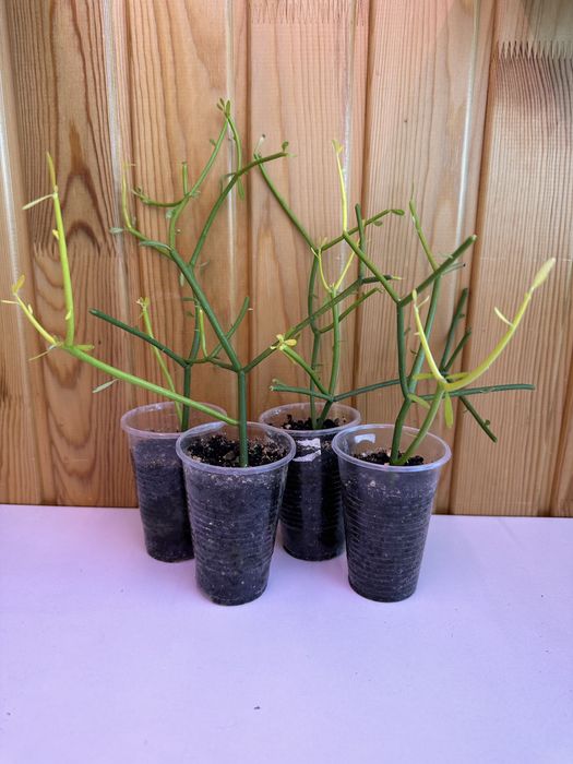 Молочай Тирукалли