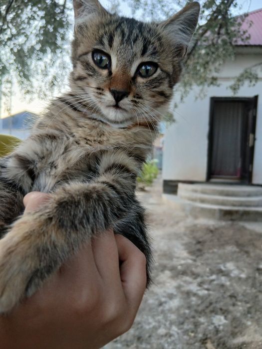 Отдам кошек в добрые руки