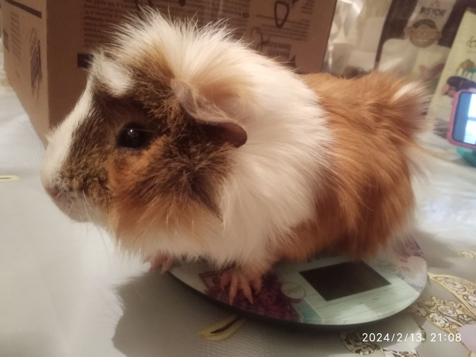 Морские свинки домашние питомцы