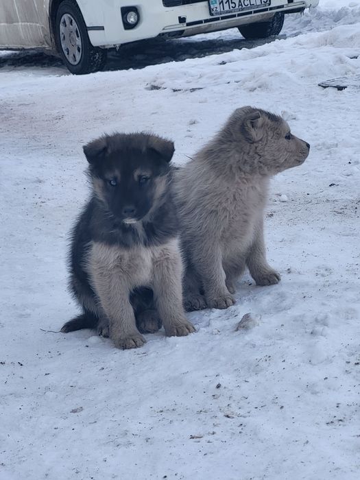 Продам щенков маламута