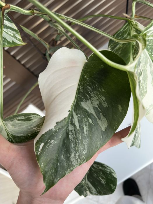 Monstera Albo Variegata (Монстера Албо Вариегата)