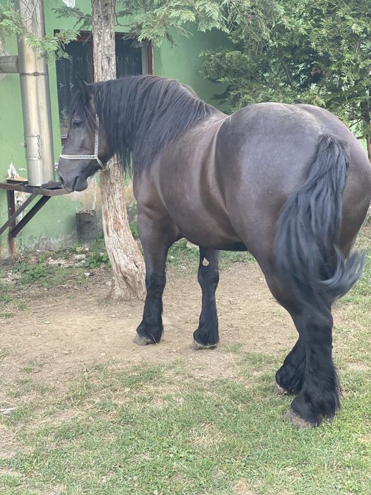De vânzare iapă de 4 ani