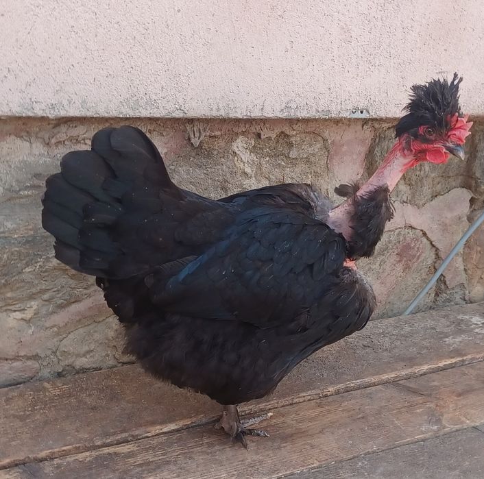 Gaini de vanzare