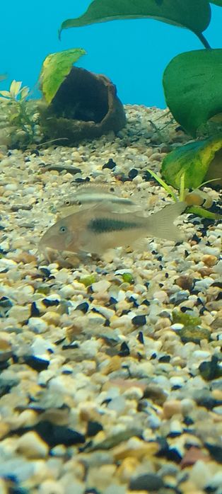 Барбус суматранский