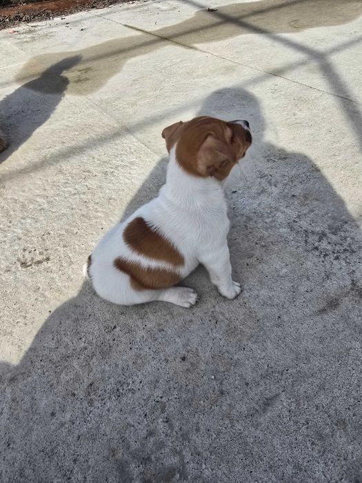 Jack Russell Terrier x 4 pui masculi