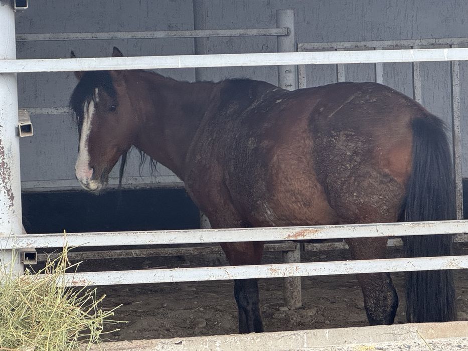 Айғыр сатылады (продается конь-производитель)