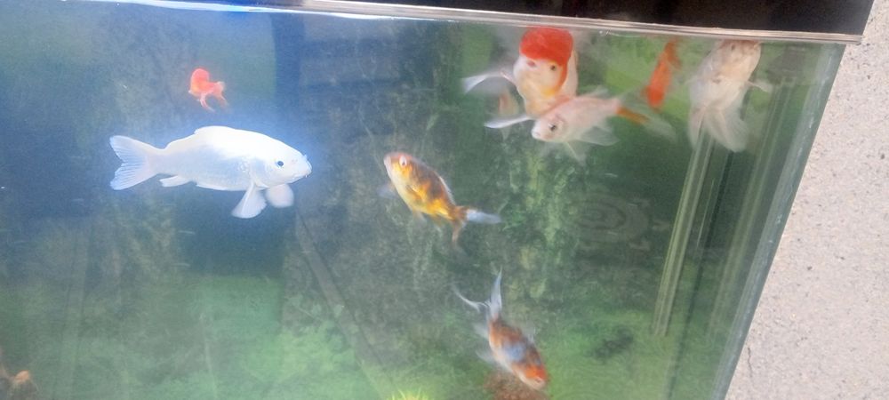 Аквариум 500л с рыбками