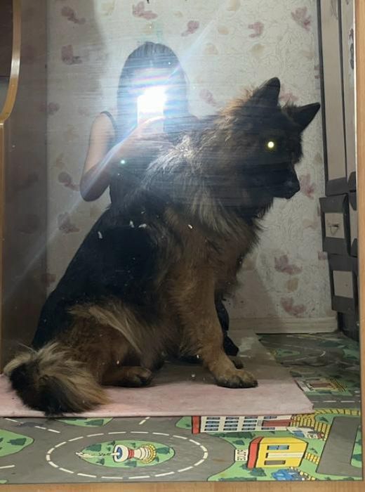 Вязка немецкая овчарка