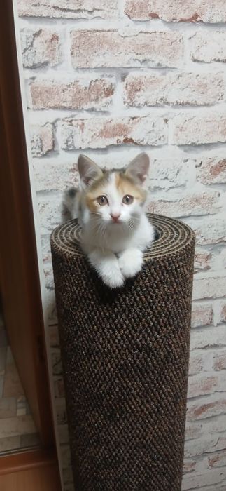 Продам котят, 1.5 месяца