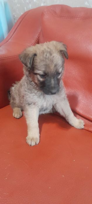 Отдаем щенков в хорошие руки