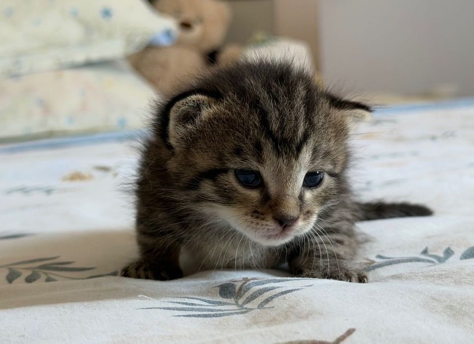 котёнок-животные