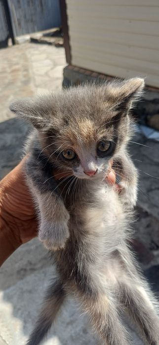 Отдам котят в хорошие руки