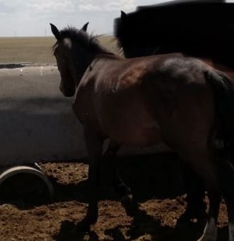 Тай еркек 2-х годовалый