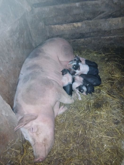 Vaca cu vitel de vânzare