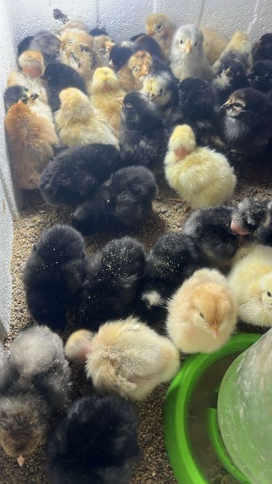 Продам домашних цыплят