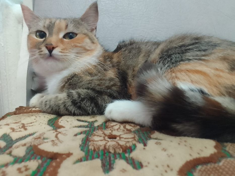 Кошечка в добрые руки, срочно