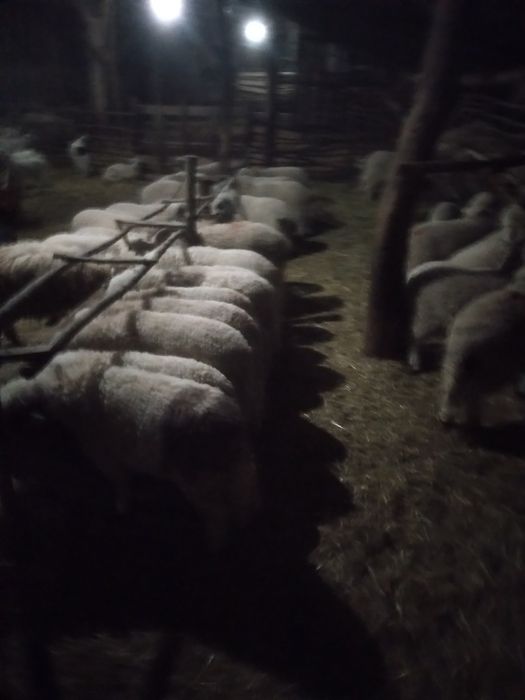 Miei de paşti de vânzare