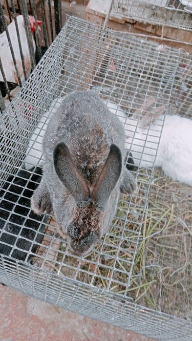 Quyon boqishga soyishga