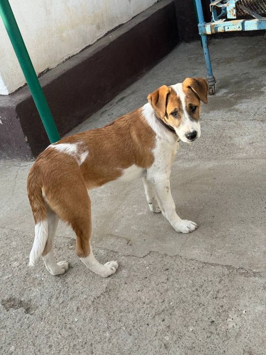 Отдам в хорошие руки