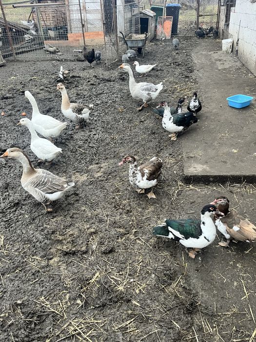 Se vainde 5 gaste tinere 8 rate mute si 6 boboci de bibilica