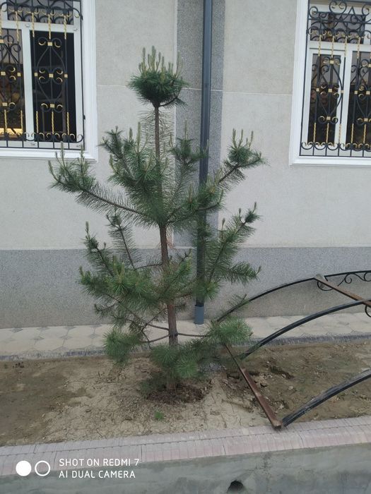 Арча сотилади. Срочно