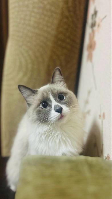 Продаётся кошечка породы Рэгдолл