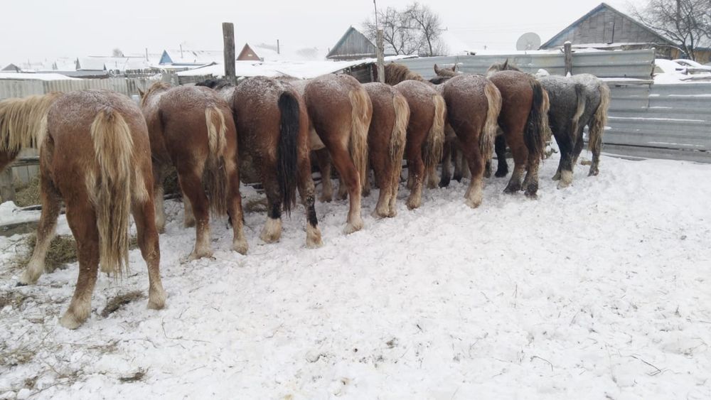 Кобылки двухлетки