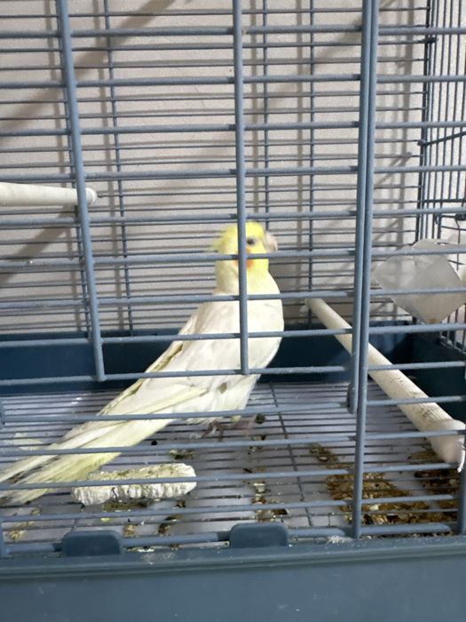 Продается Корелла (лютино)