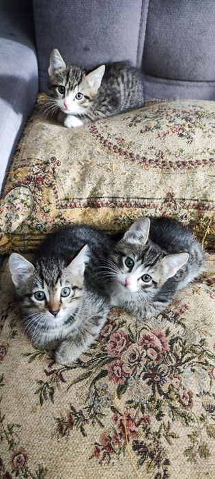 Отдам котят в добрые руки.