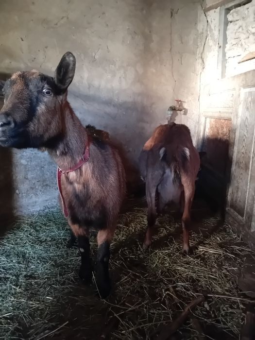 Doua capre alpine franceze gestante