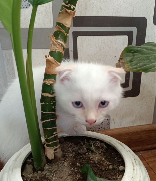 Котёнок вислоухий короткошерстная  Британская