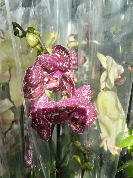 Продам орхидея дикий кот