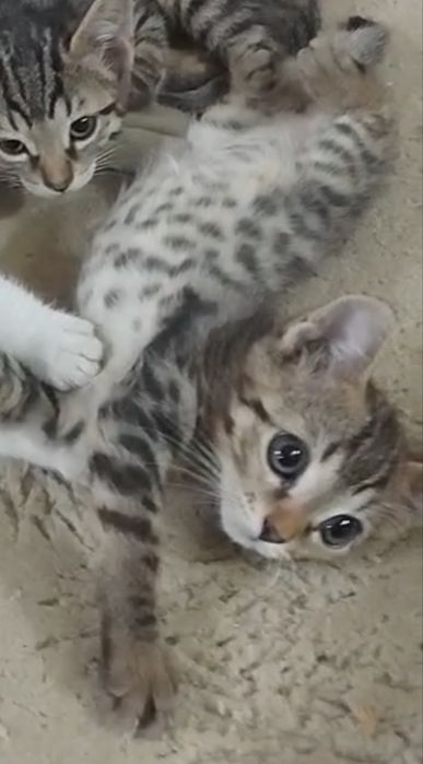 Отдам котят в хорошие руки
