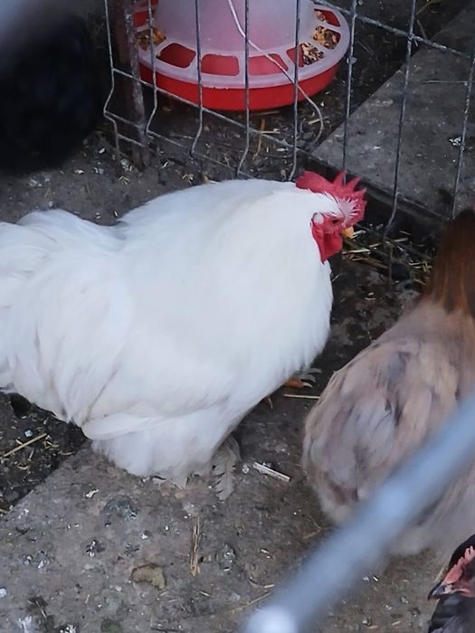 Cocos Cochinchina Pitic