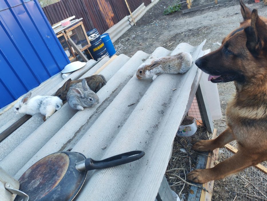 Продам Крольчат всего по 5000тг