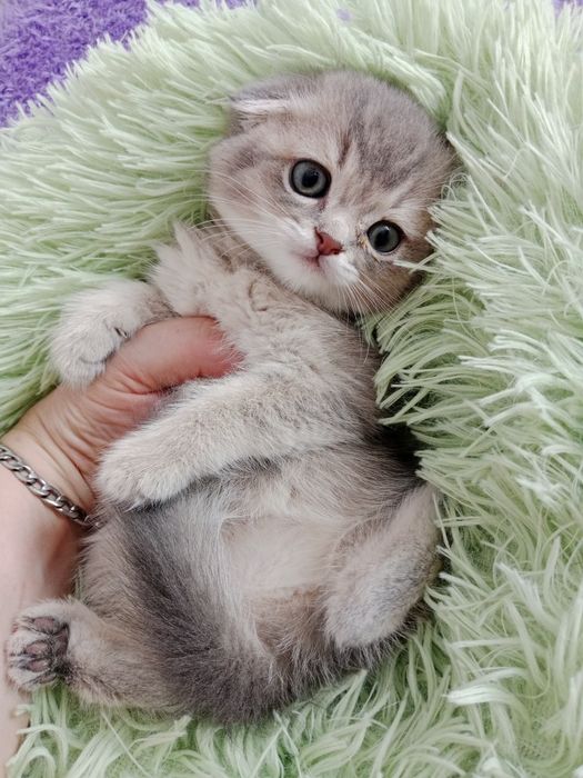 Скоттиш фолд кошки