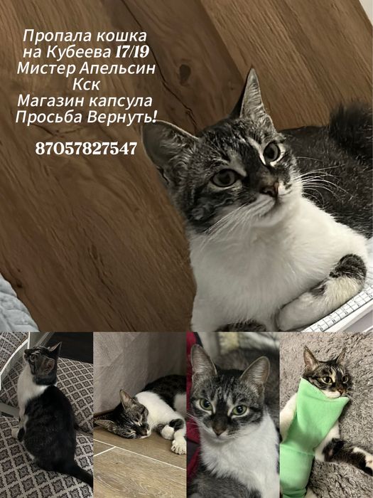 Пропала кошка! Кубеева 19/17 Кск