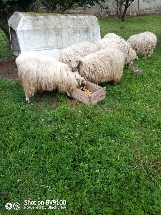 Vând 6miele și un berbec