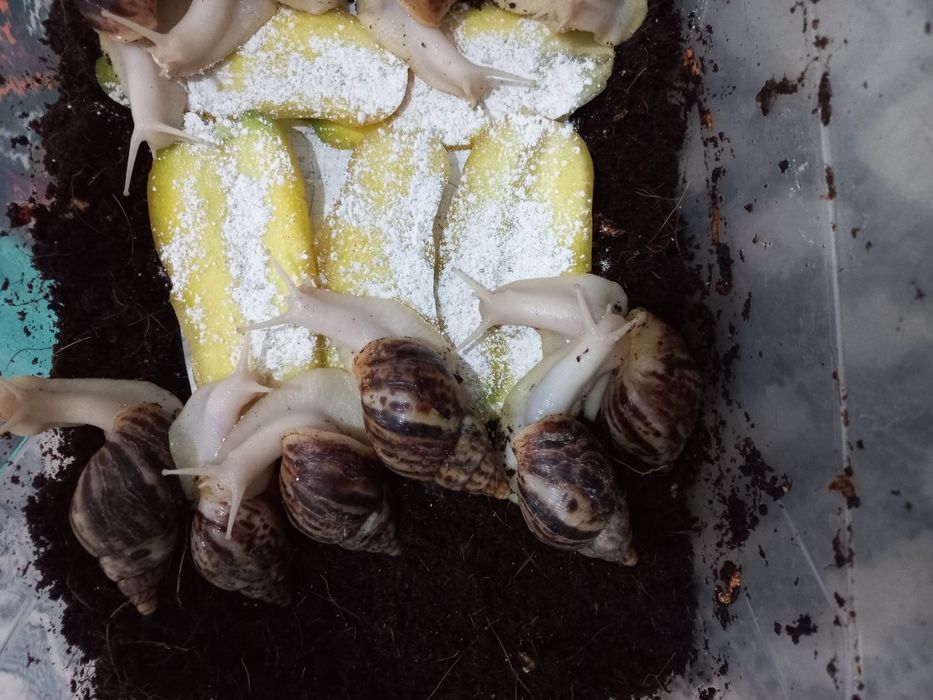 Ulitka sotiladi Retikulyata albinos