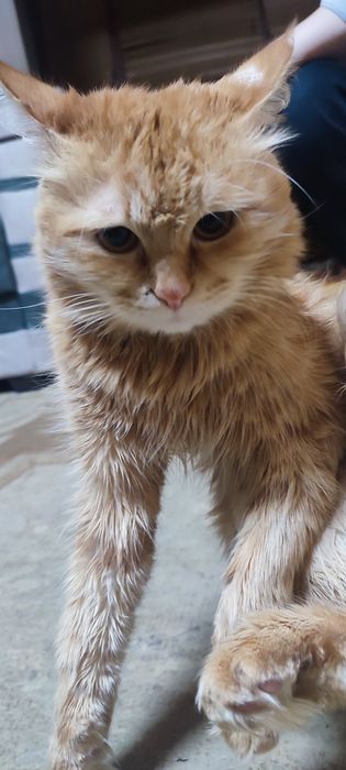 Меня кун  срочно сотилади