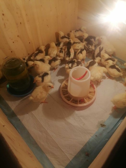 Продам цыпляток.