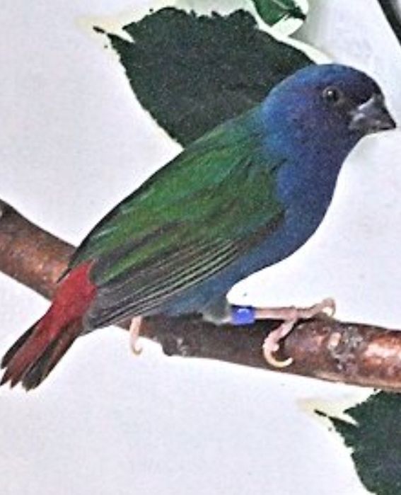 Forbes finch pereche 2025