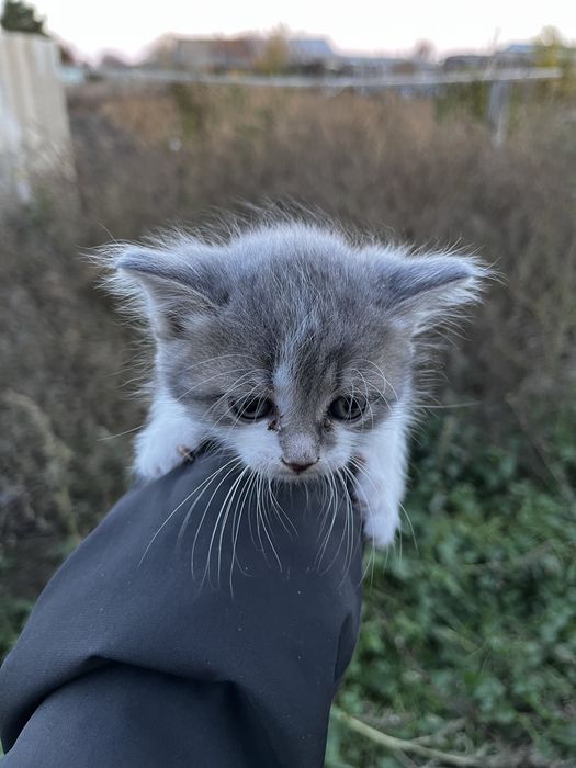 Котята бесплатно